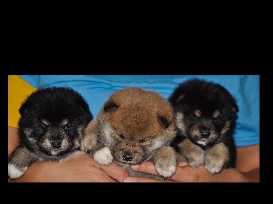 Shiba Inu Puppies breeder image 6