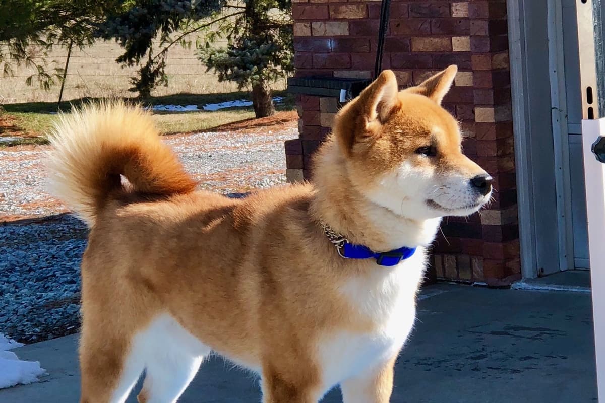 Shiba Inu Puppies breeder image 7