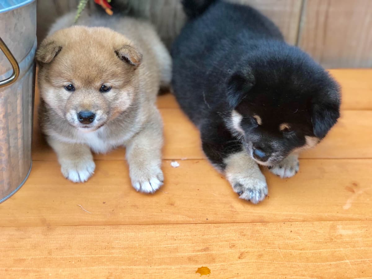 Shiba Inu Puppies breeder image 13