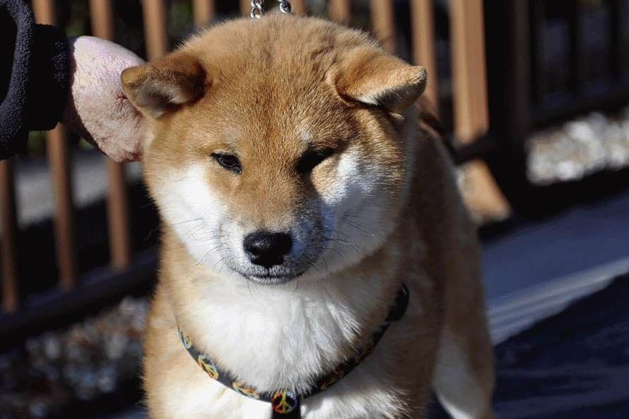 Shiba Inu Puppies breeder image 14