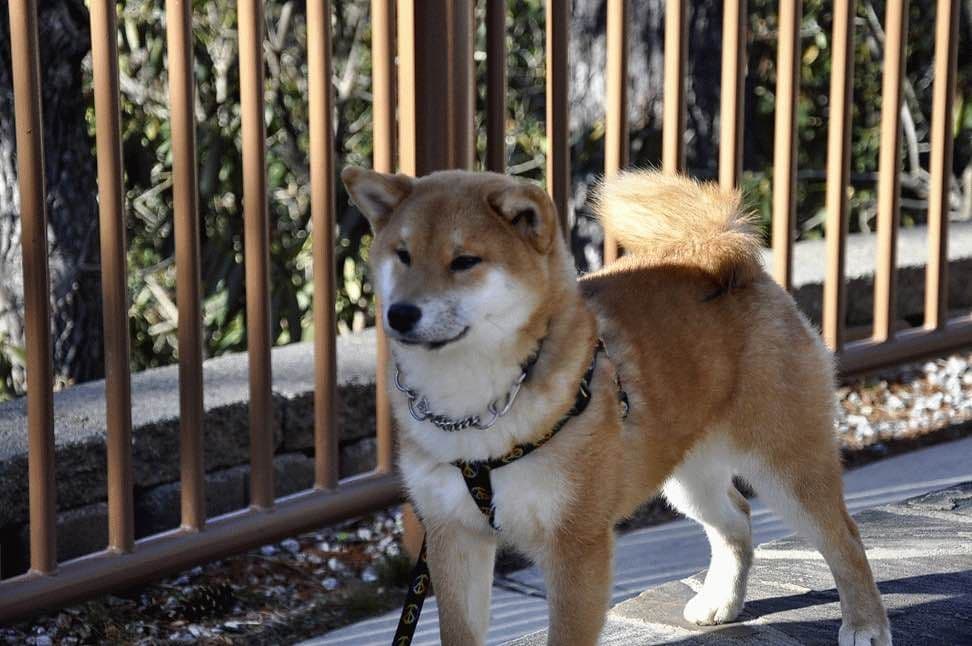 Shiba Inu Puppies breeder image 12