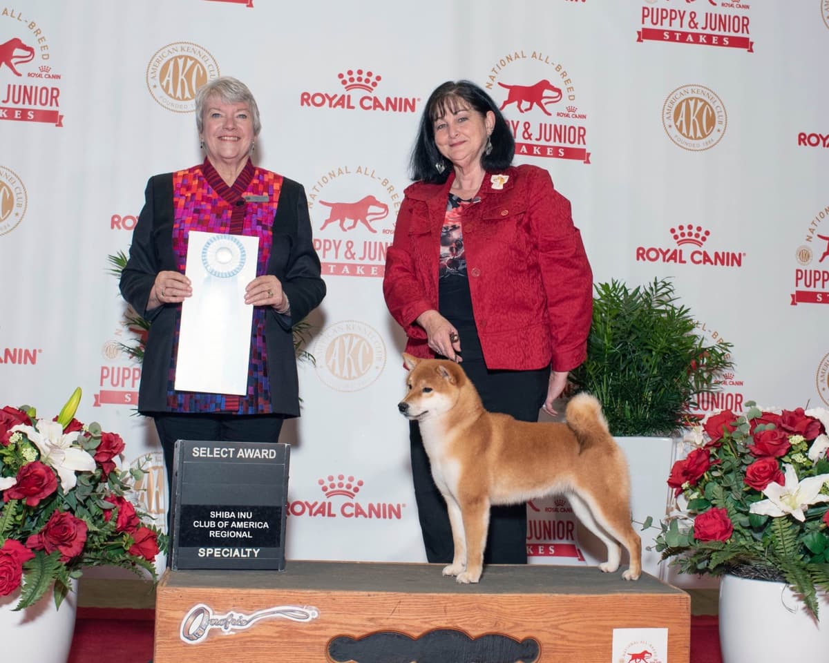 Shiba Inu Puppies breeder image 1