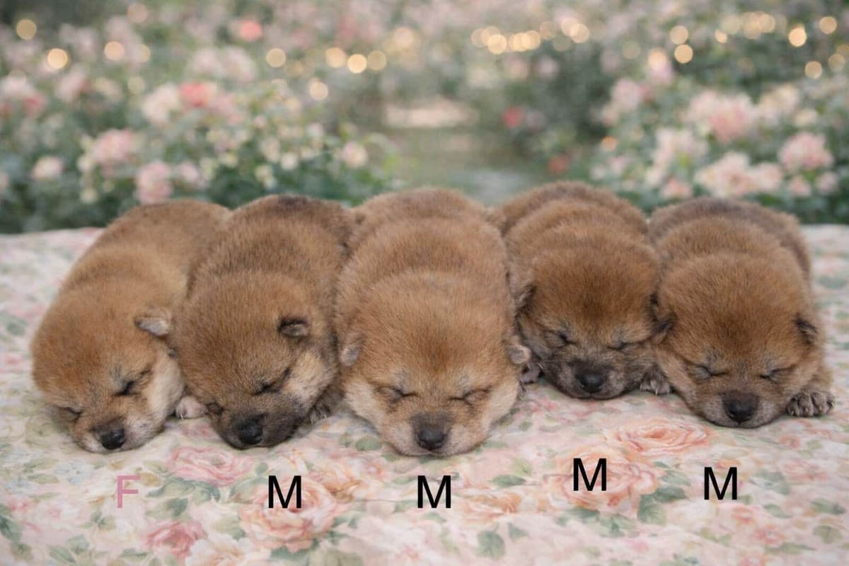 Shiba Inu Puppies breeder image 20