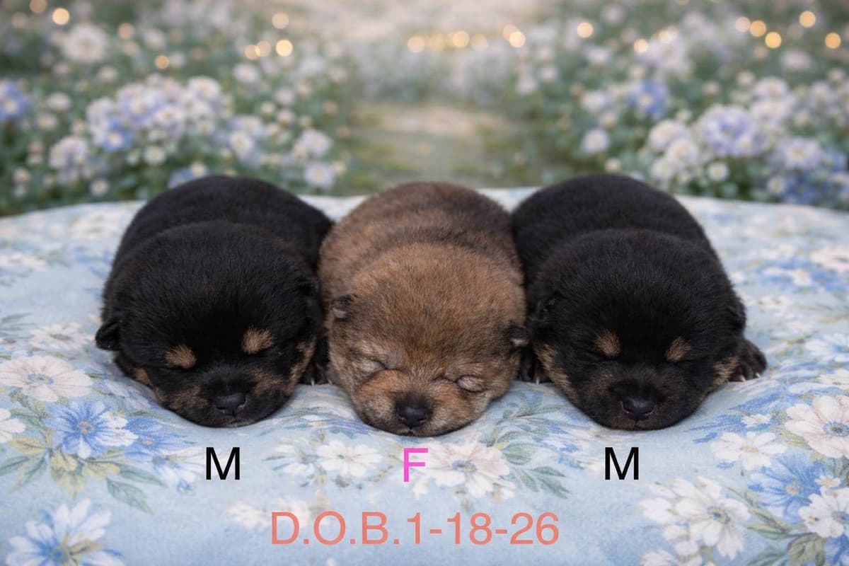 Shiba Inu Puppies breeder image 22