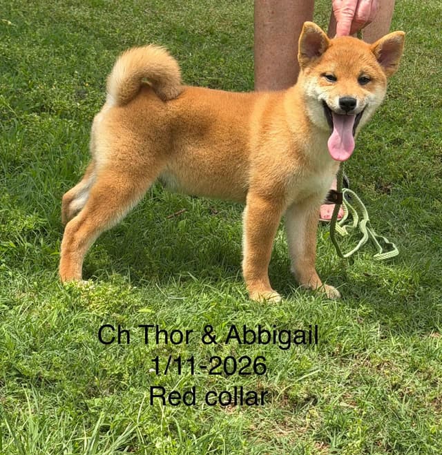 Shiba Inu Puppies media 2