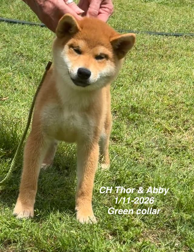 Shiba Inu Puppies media 3