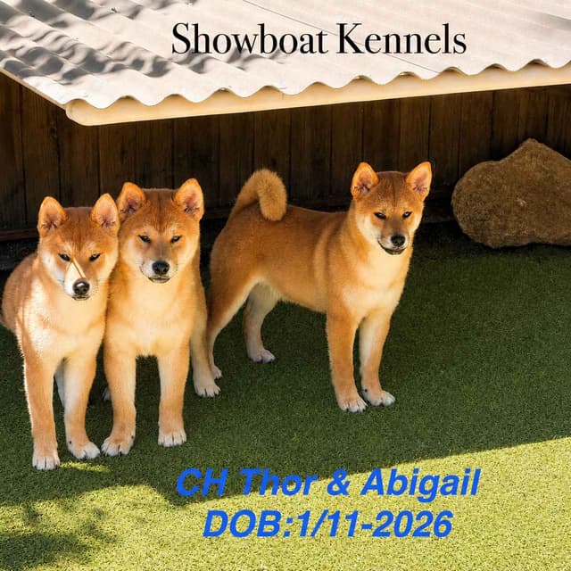 Shiba Inu Puppies media 4