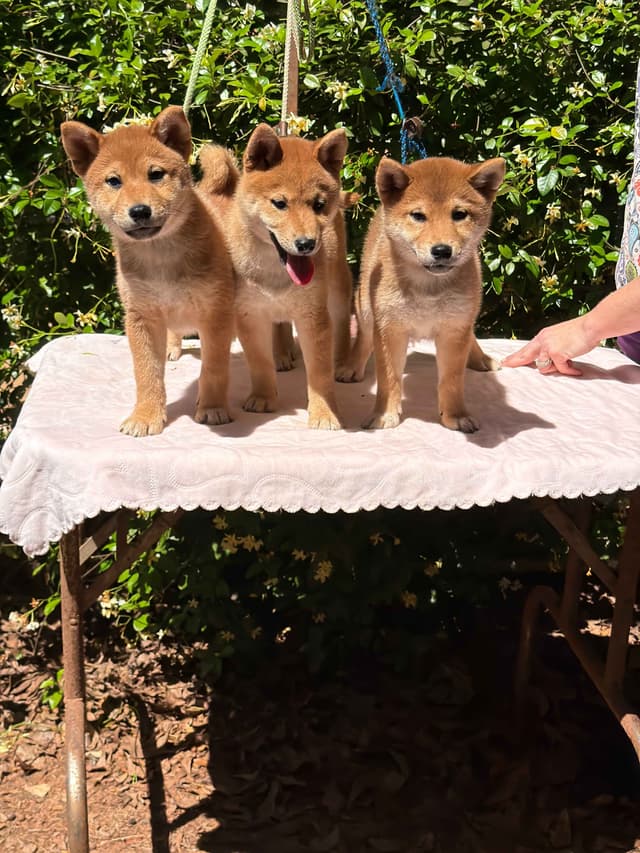 Shiba Inu Puppies media 2