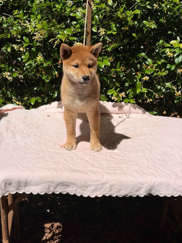 Shiba Inu Puppies media 3