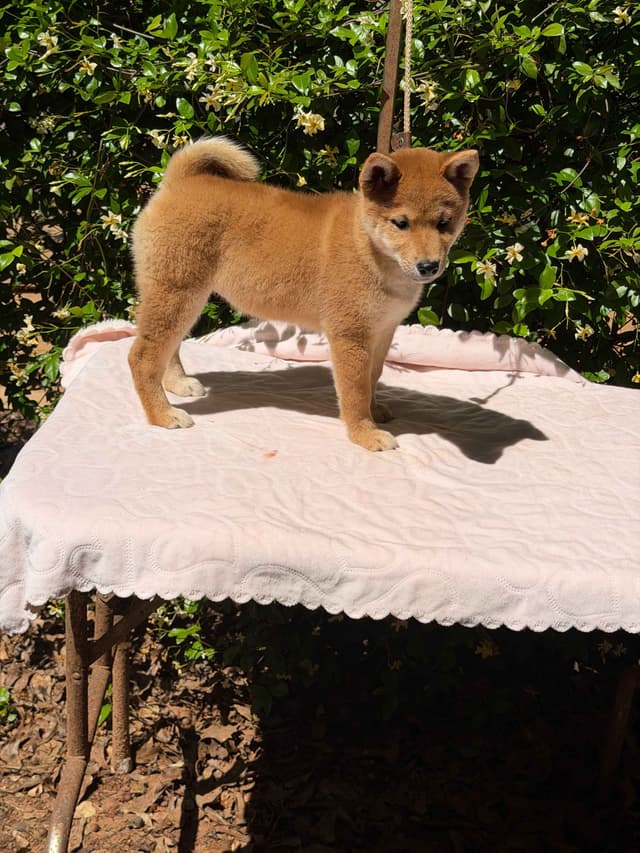 Shiba Inu Puppies media 5
