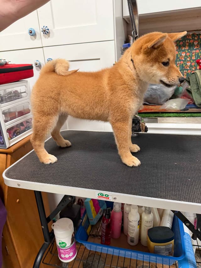 Shiba Inu Puppies media 6