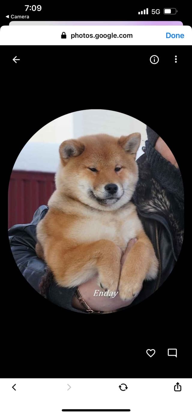 Shiba Inu Puppies media 7