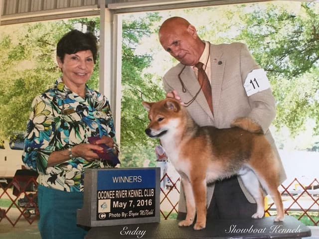 Shiba Inu Puppies media 8