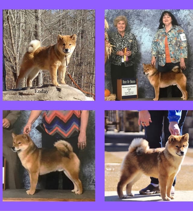 Shiba Inu Puppies media 9