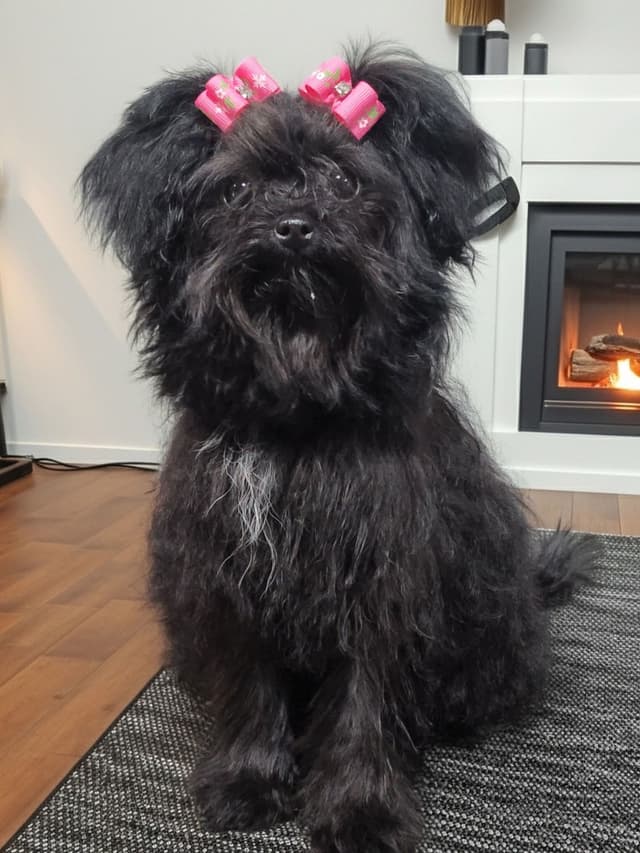 Russian Tsvetnaya Bolonka Puppies media 2