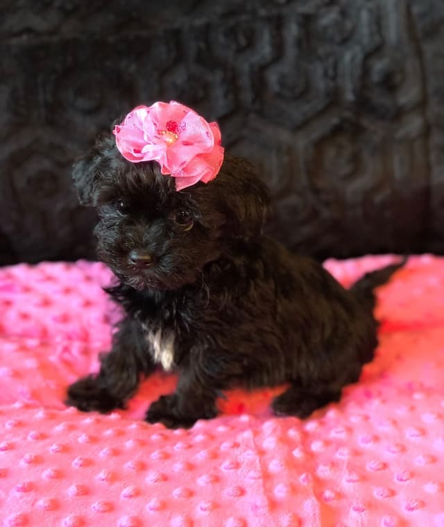 Russian Tsvetnaya Bolonka Puppies media 3