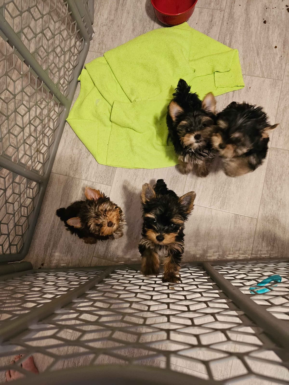 Yorkshire Terrier Puppies Chocolate Male breeder image 1