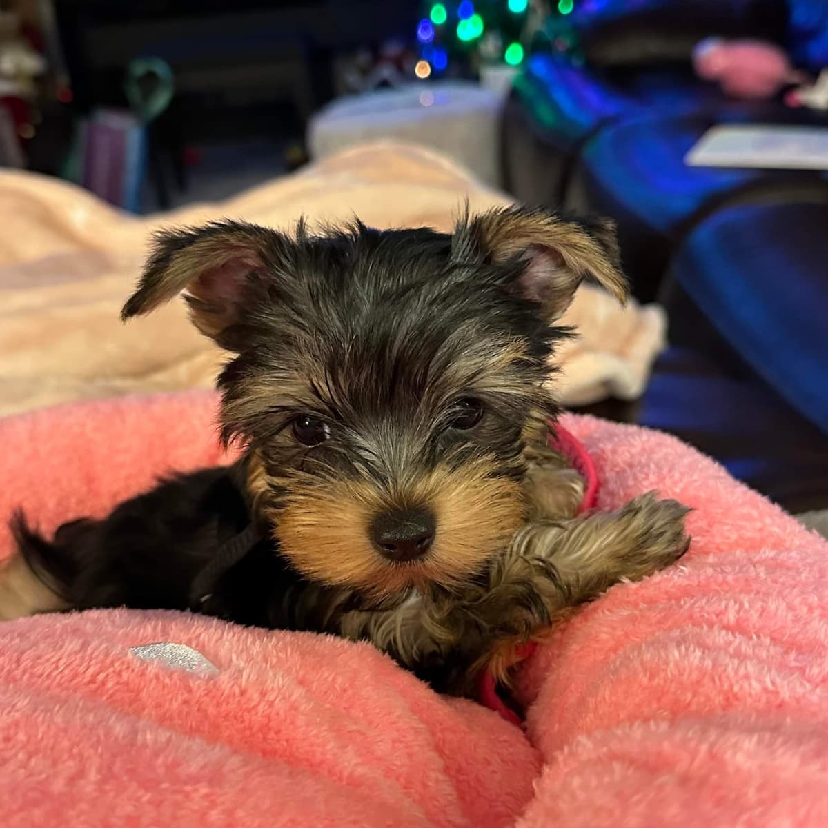Yorkshire Terrier Puppies Chocolate Male breeder image 5