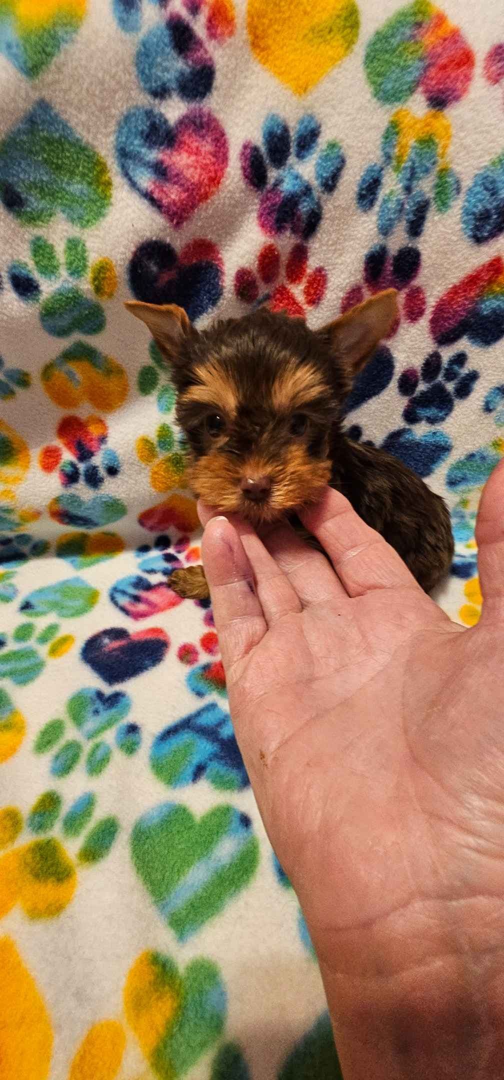 Yorkshire Terrier Puppies Chocolate Male breeder image 6