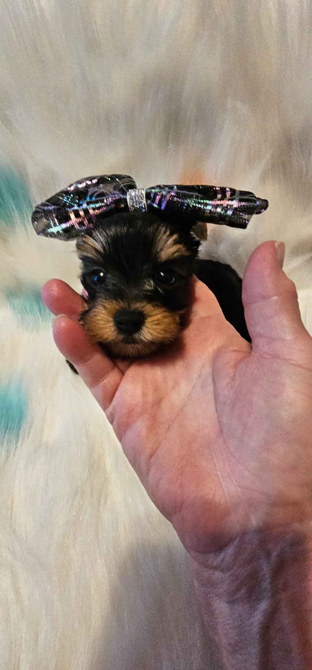 Yorkshire Terrier Puppies Chocolate Male breeder image 7
