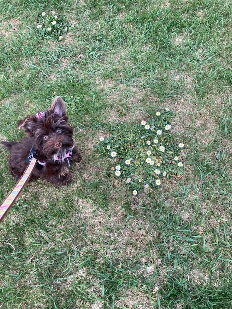 Yorkshire Terrier Puppies Chocolate Male breeder image 9