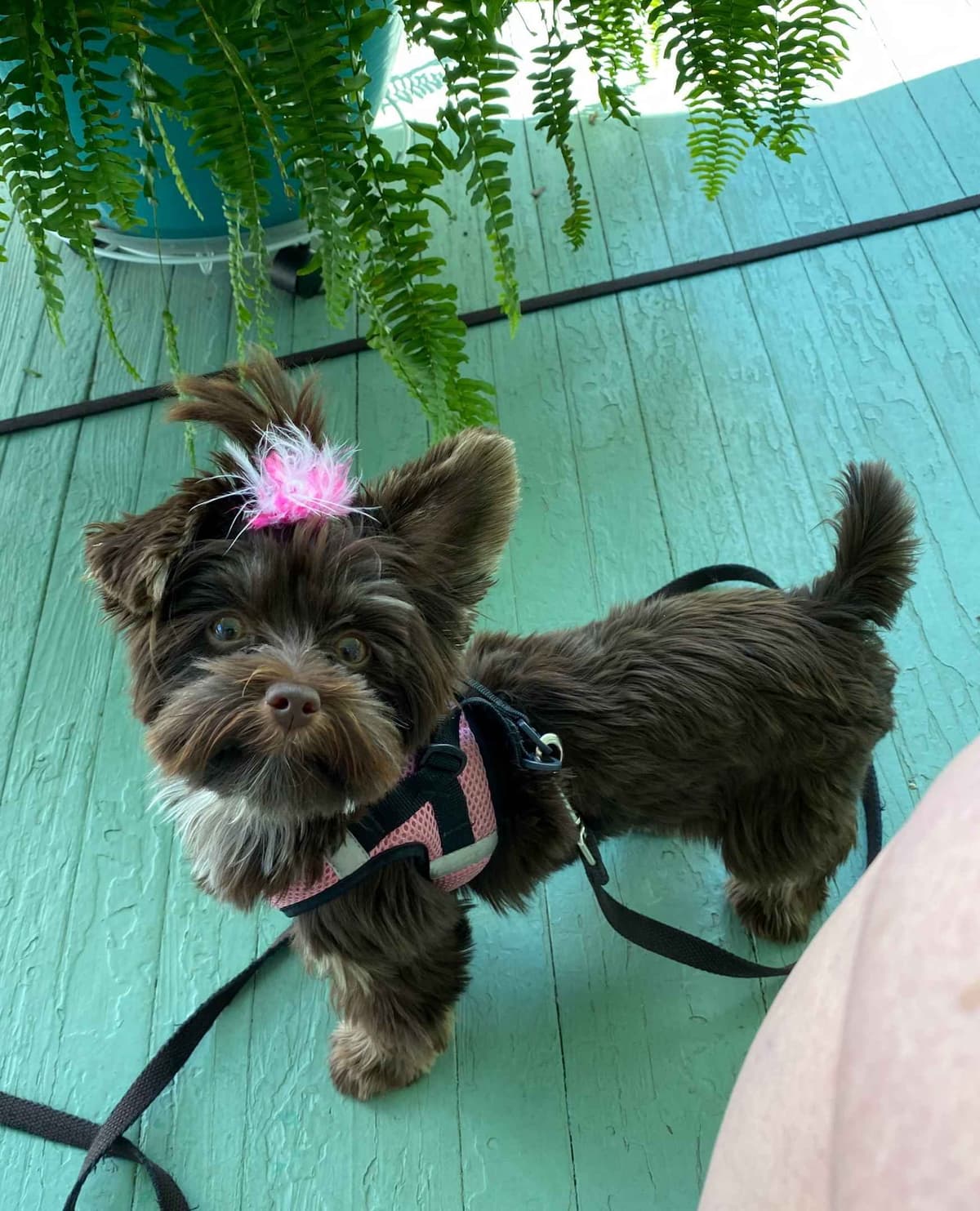 Yorkshire Terrier Puppies Chocolate Male breeder image 10