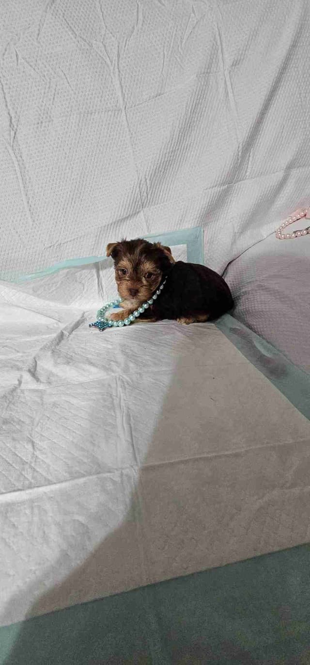 Yorkshire Terrier Puppies Chocolate Male media 2