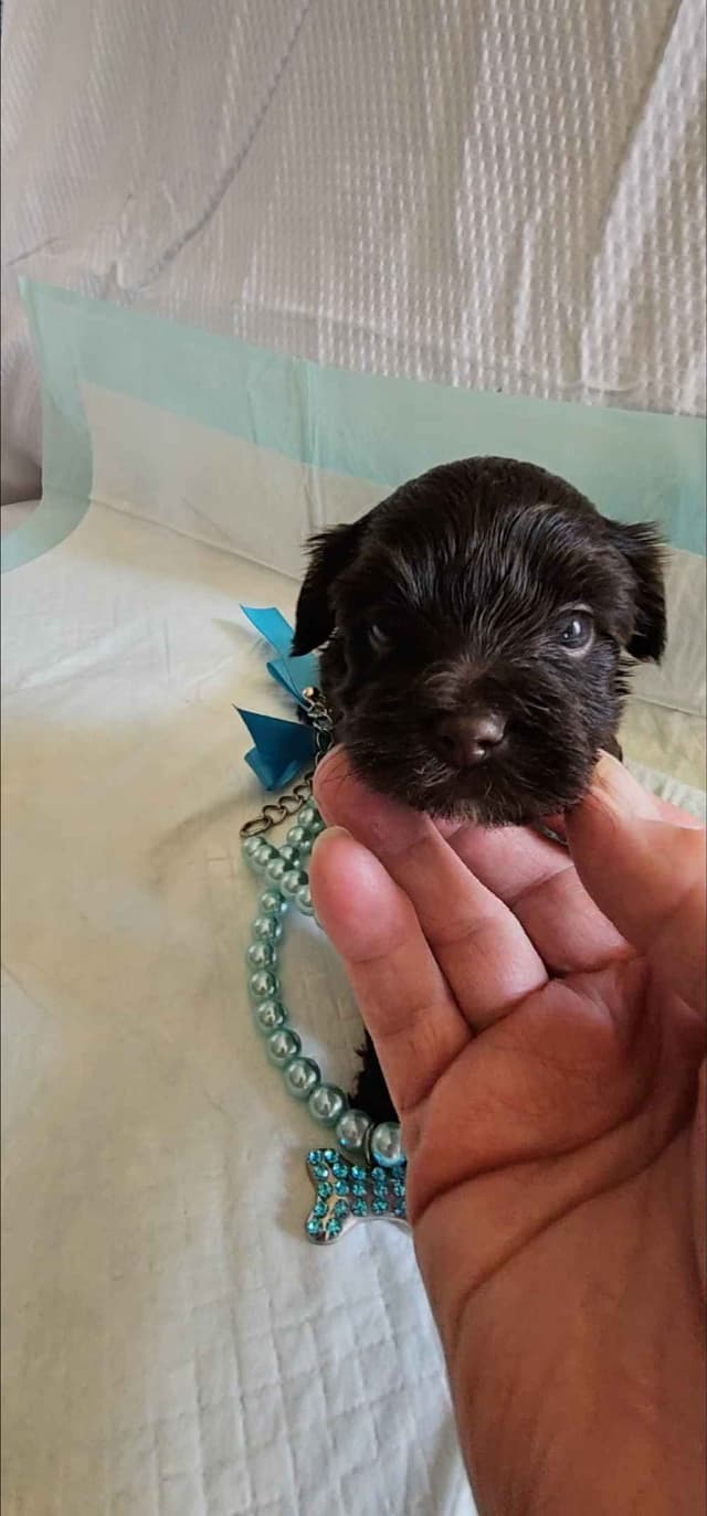 Yorkshire Terrier Male Puppy KB Dark Chocolate media 2