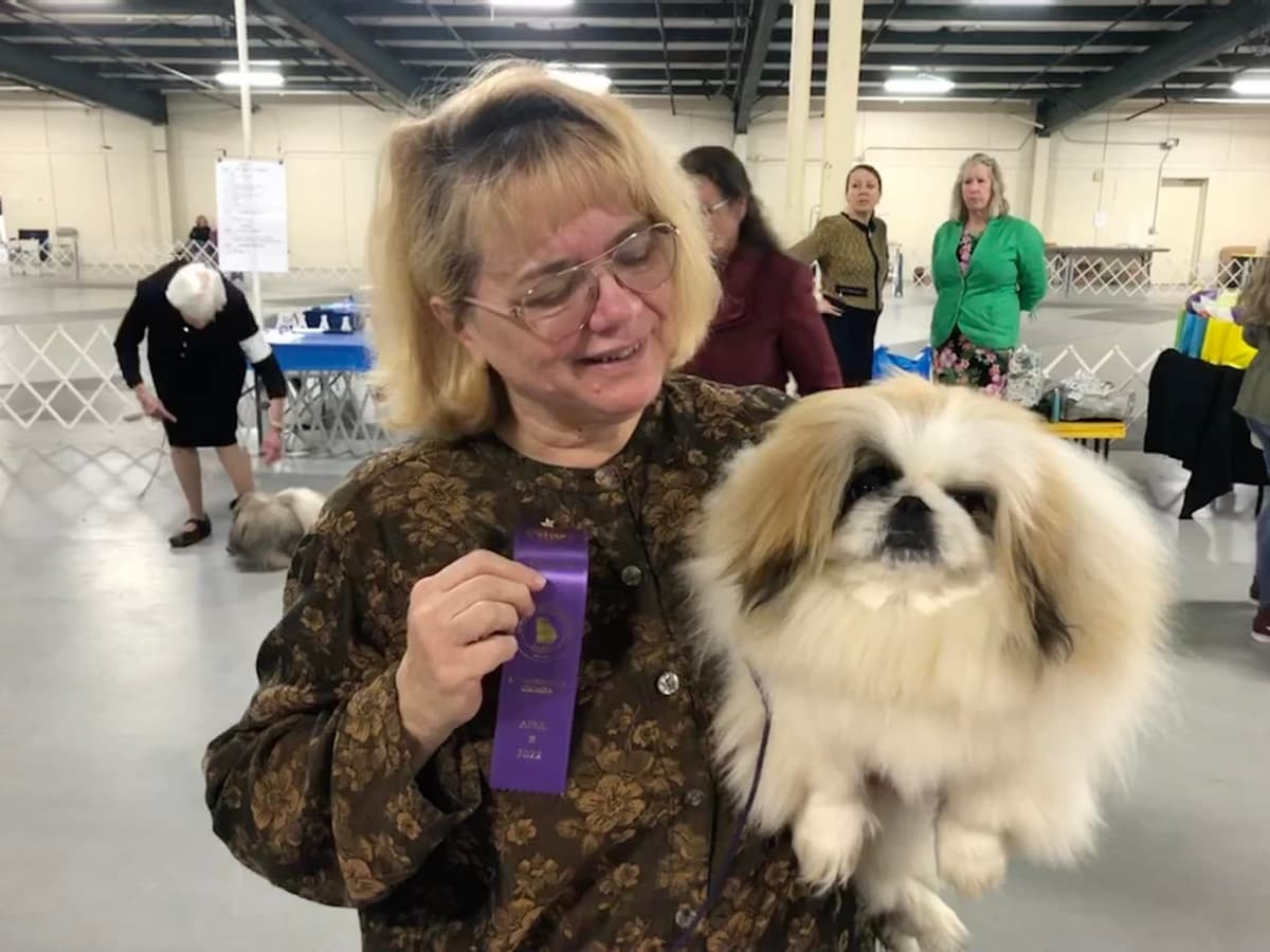 Pekingese Puppies breeder image 4
