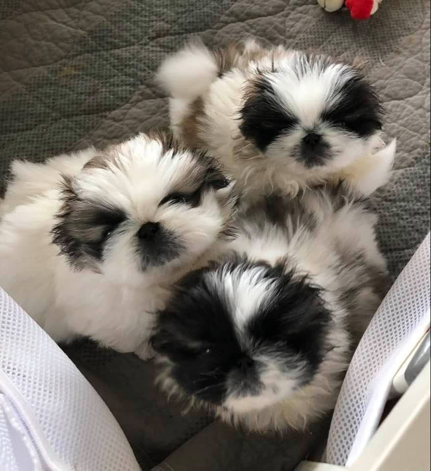 Pekingese Puppies breeder image 3