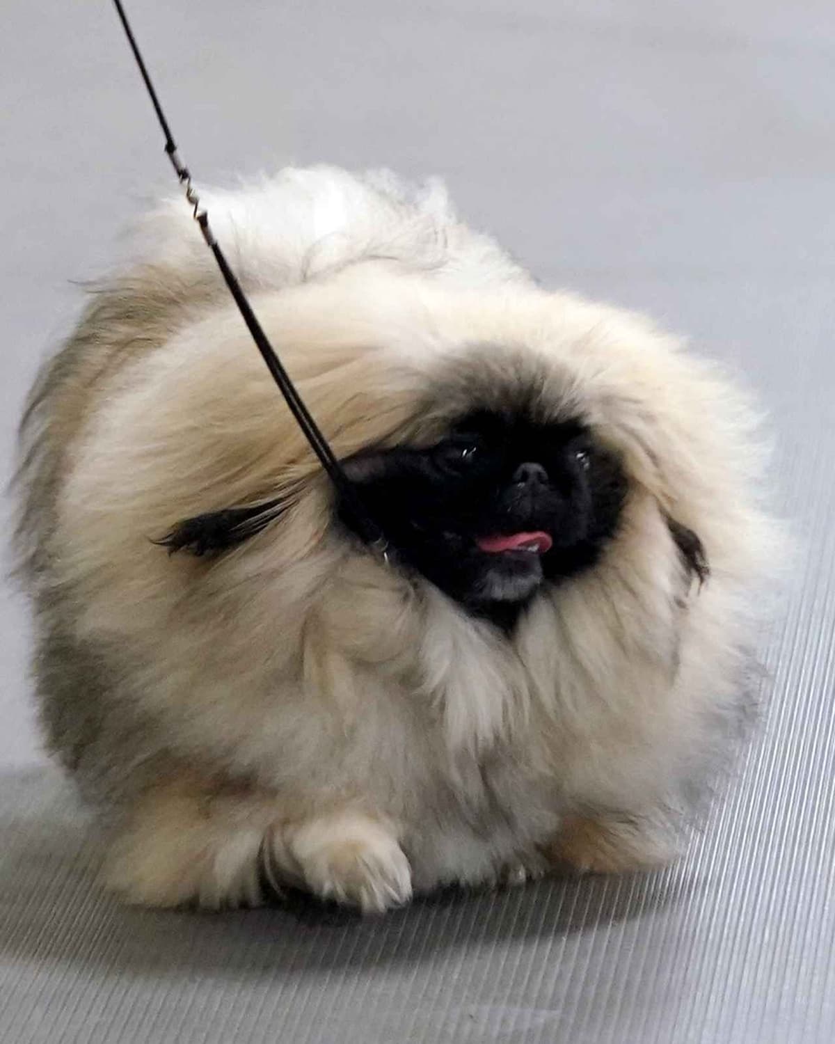 Pekingese Puppies breeder image 1