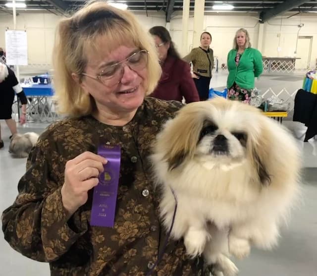 Pekingese Puppies media 4
