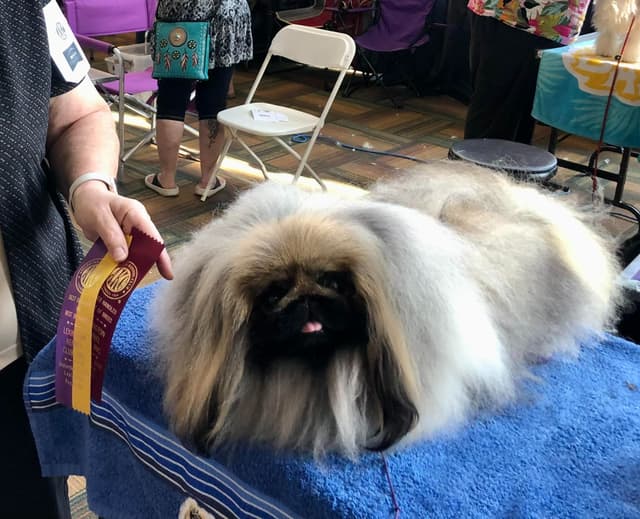 Pekingese Puppies media 3