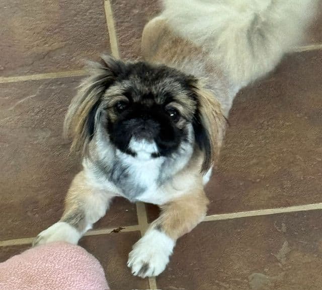 Pekingese Puppies media 2