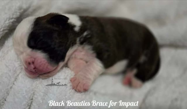 Black Beauties Boxer Puppies media 3