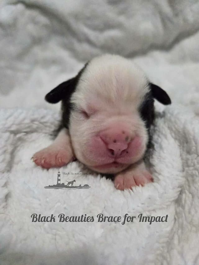 Black Beauties Boxer Puppies media 2