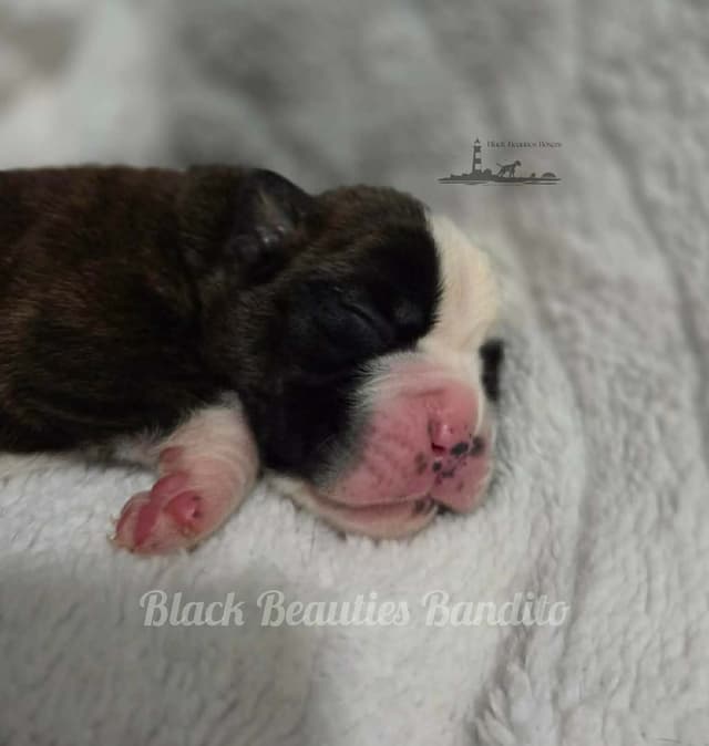 Black Beauties Boxer Puppies media 6