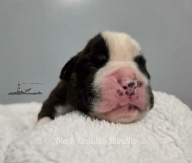 Black Beauties Boxer Puppies media 7