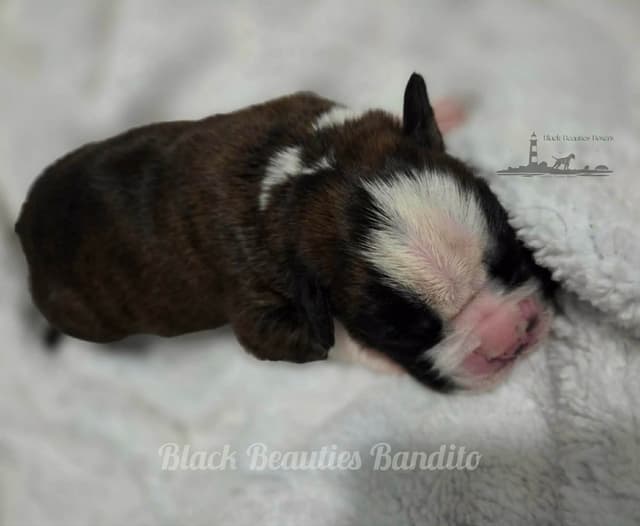 Black Beauties Boxer Puppies media 5
