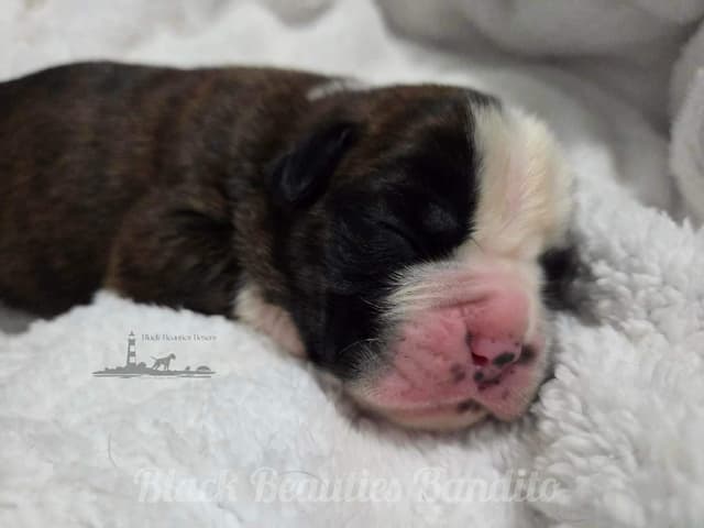 Black Beauties Boxer Puppies media 8