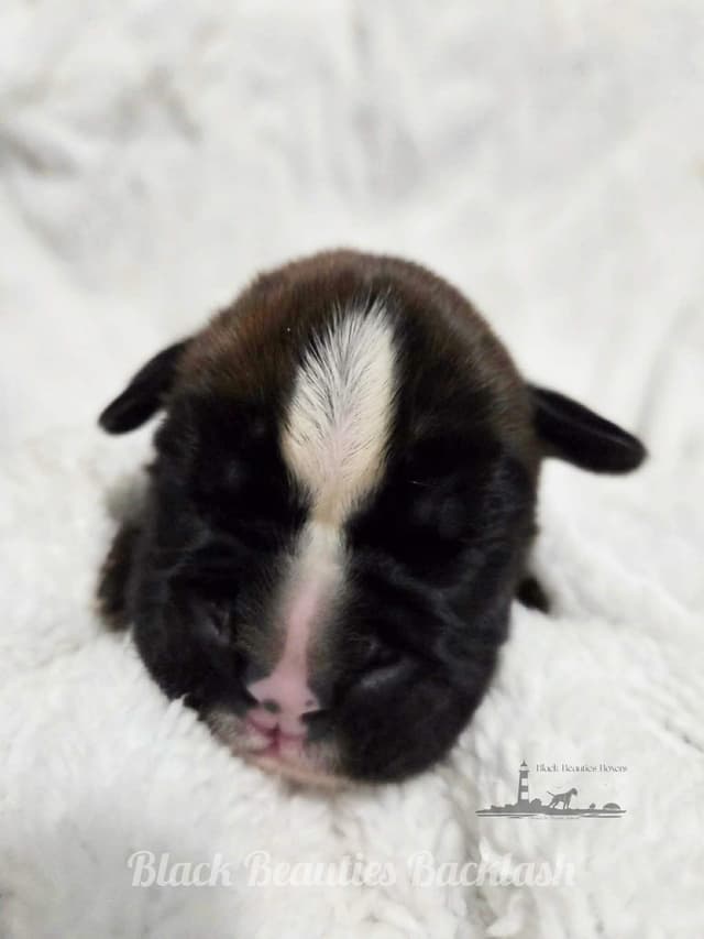 Black Beauties Boxer Puppies media 9