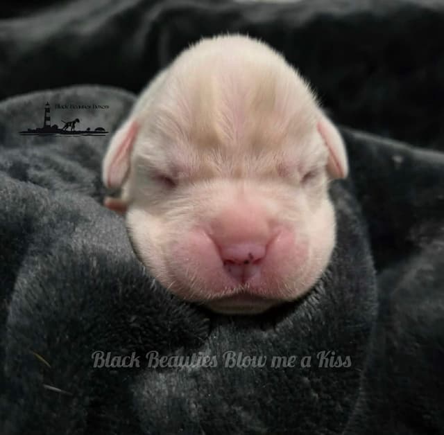 Black Beauties Boxer Puppies media 12
