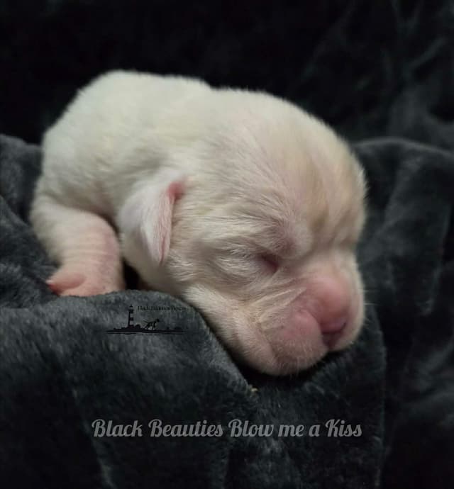 Black Beauties Boxer Puppies media 11