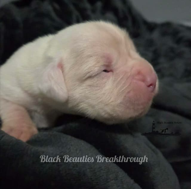 Black Beauties Boxer Puppies media 13