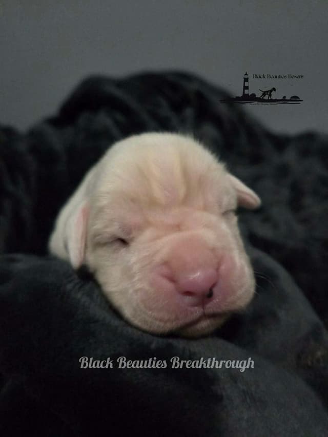 Black Beauties Boxer Puppies media 14