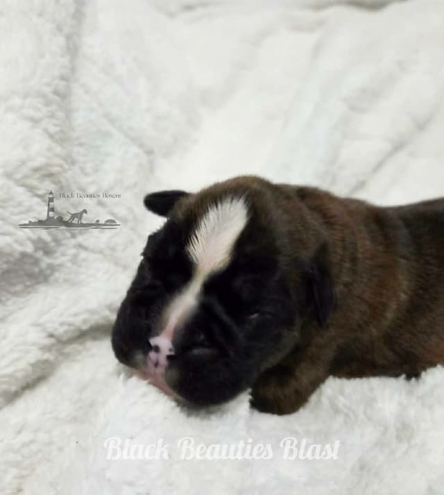 Black Beauties Boxer Puppies media 10