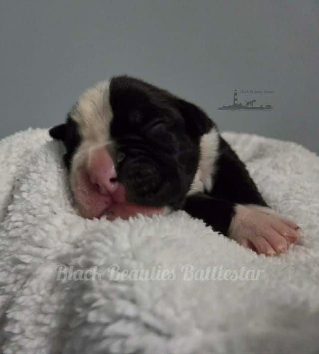 Black Beauties Boxer Puppies media 15