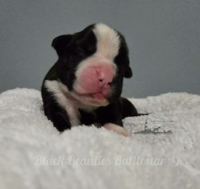 Black Beauties Boxer Puppies media 16