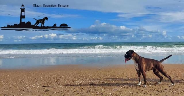 Black Beauties Boxer Puppies media 18