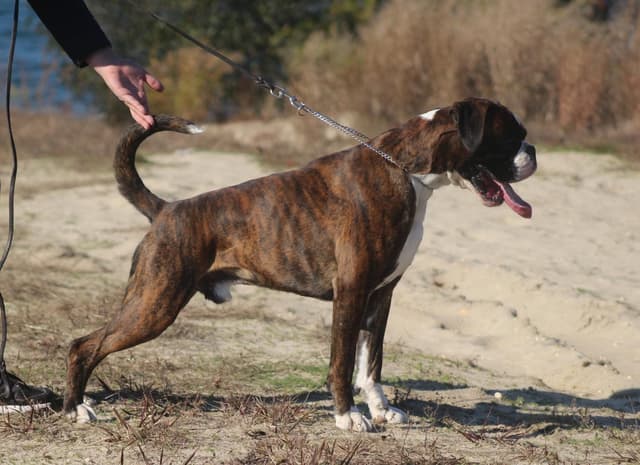Black Beauties Boxer Puppies media 22